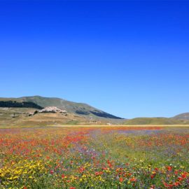 Castelluccio di Norcia