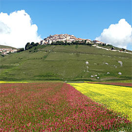 Lenticchia Castelluccio di Norcia
