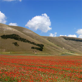 Lenticchia Castelluccio di Norcia